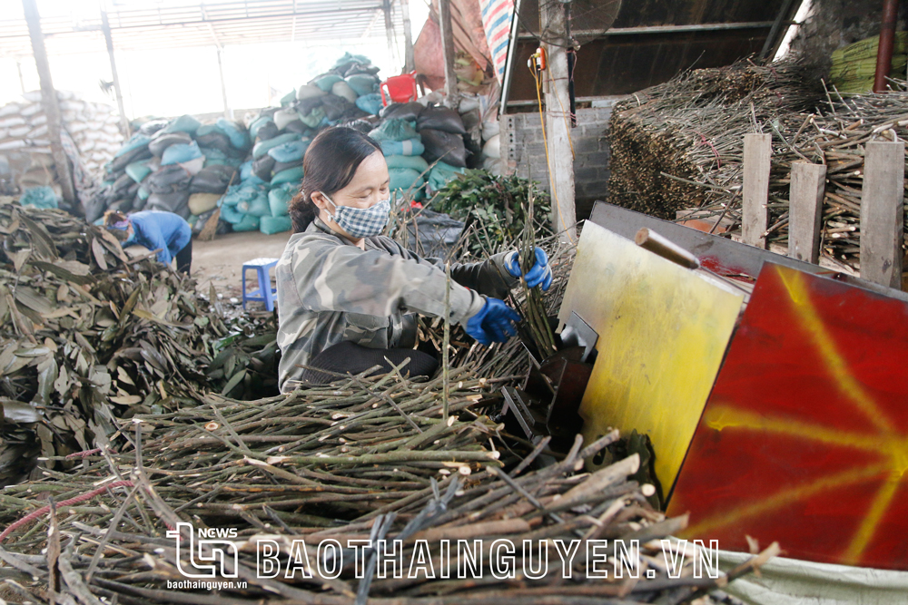 Công nhân Công ty TNHH Vũ Hoa (thị trấn Chợ Chu, Định Hóa) sơ chế cành, lá từ cây quế.