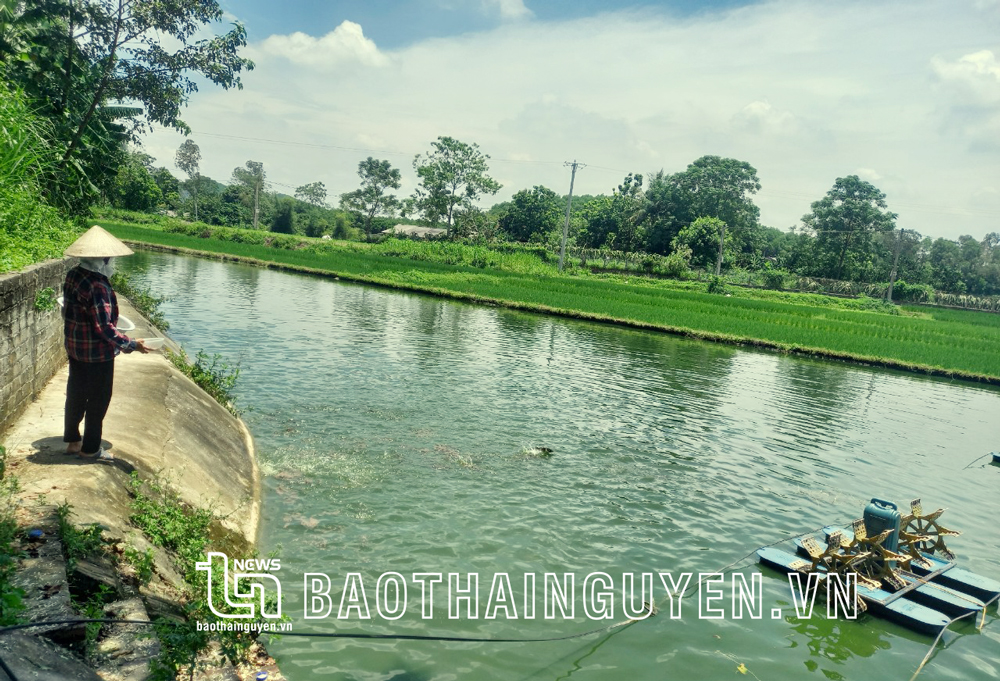 Được hỗ trợ 50 triệu đồng từ nguồn Quỹ hỗ trợ nông dân, gia đình bà Lê Thị Hữu, ở xóm Đồng Tân, xã Tân Kim (Phú Bình) đã mua thêm cá giống để chăn thả.