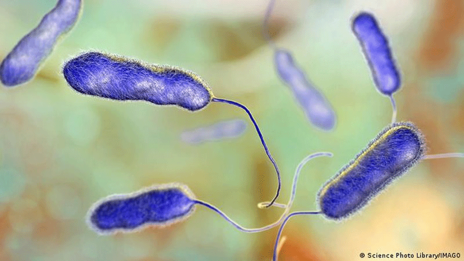 Vi khuẩn Legionella gây ra các triệu chứng như cúm đến nhiễm trùng phổi nặng và viêm phổi ở người. (Ảnh: IMAGO)