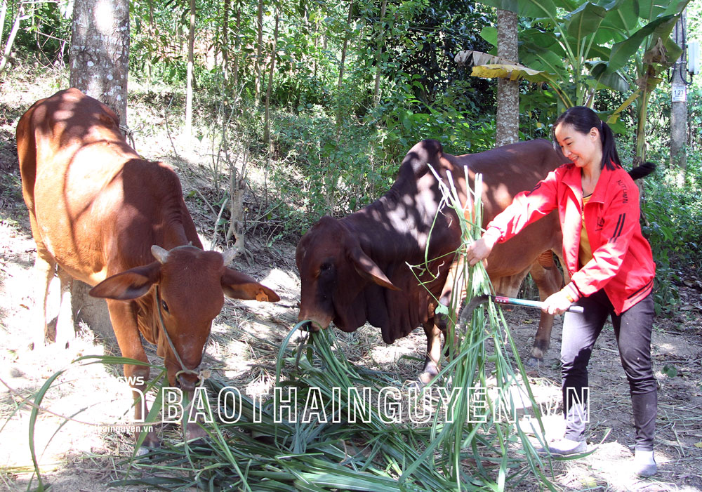 Việc được hỗ trợ bò đã giải quyết việc làm cho Đặng Thị Huệ những lúc nông nhàn, mang lại hy vọng cải thiện thu nhập cho gia đình.
