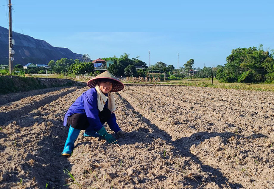 Người dân xóm Um, xã Phúc Hà, chăm sóc diện tích khoai tây vừa trồng.