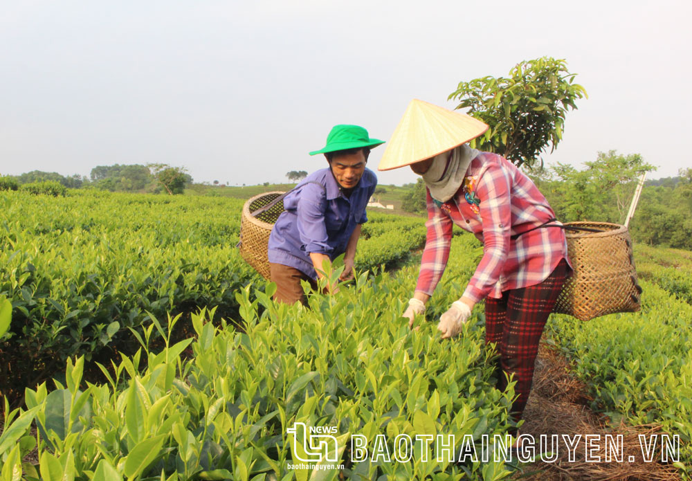 Người dân thu hái chè trồng theo phương pháp hữu cơ tại xã Phục Linh.