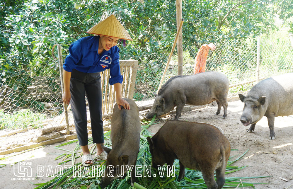 Chị Lê Thị Du, Bí thư Chi đoàn Trường Tiểu học Bình Long 2 (Võ Nhai), phát triển kinh tế gia đình với mô hình nuôi lợn mán.